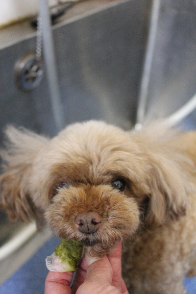 千葉県船橋市のトイプードルの歯磨き画像