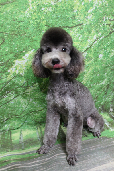 トイプードルブリーダーの成犬、トリミング画像