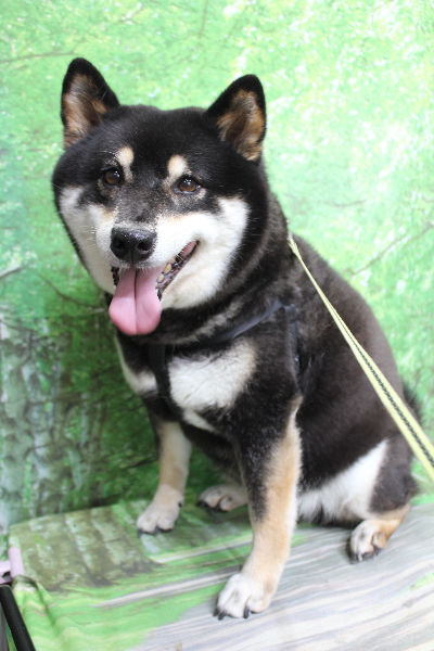 千葉県船橋市の柴犬のトリミング前画像