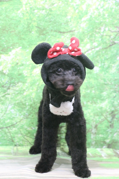 千葉県船橋市のトイプードルのトリミング画像