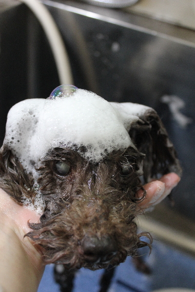 千葉県船橋市のトイプードルのシャンプー画像