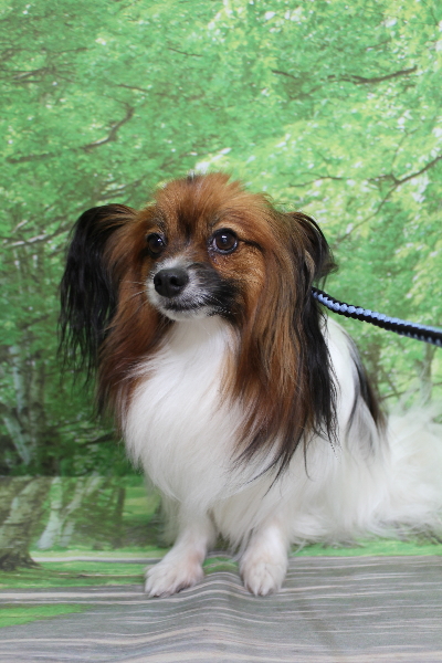 千葉県鎌ヶ谷市のパピヨンのトリミング前画像