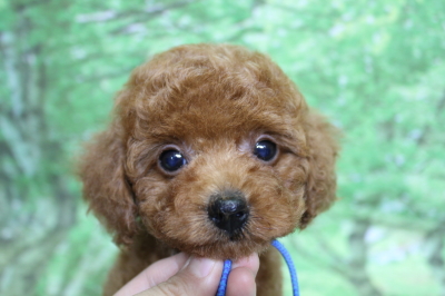 トイプードルブリーダーの子犬、トリミング画像