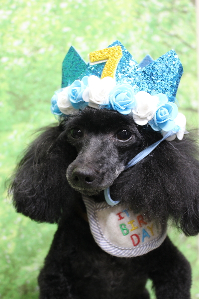 千葉県船橋市のトイプードルのトリミング画像