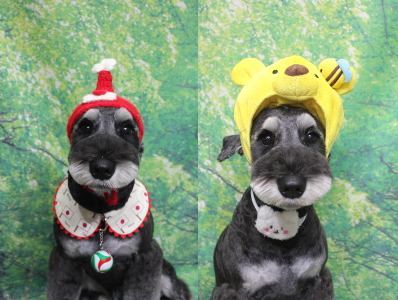 東京都江戸川区のミニチュアシュナウザートリミング画像