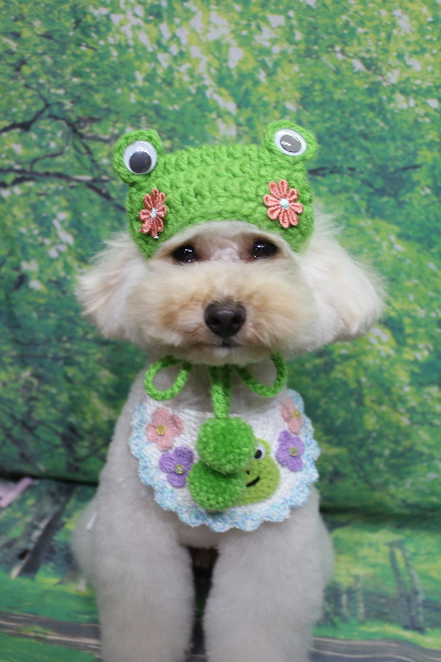 千葉県鎌ヶ谷市のトイプードルのトリミング画像