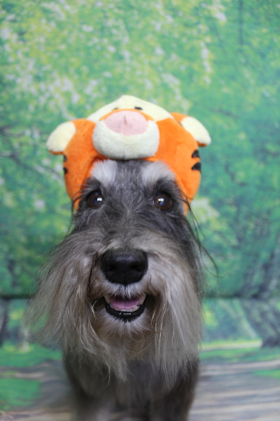 千葉県船橋市のミニチュアシュナウザーのトリミング画像