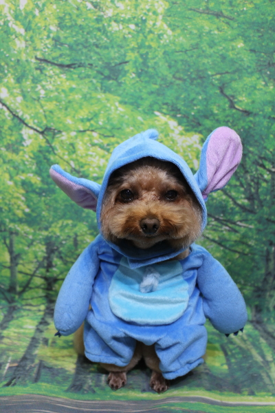 千葉県千葉市のトイプードルのトリミング画像