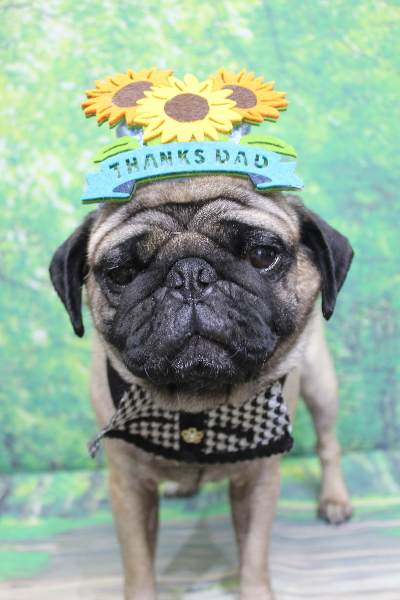 千葉県鎌ケ谷市のパグのトリミング画像