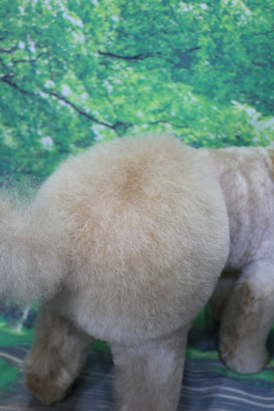 千葉県船橋市のトイプードルのトリミング画像