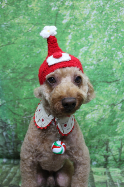 千葉県船橋市のトイプードルのトリミング画像