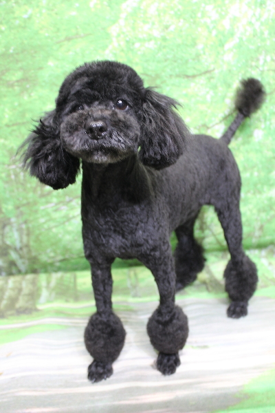 トイプードルブリーダーの成犬、トリミング画像