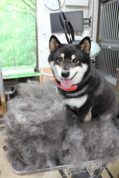 千葉県船橋市の柴犬のトリミング画像