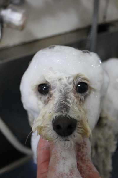 千葉県鎌ヶ谷市のトイプードルのシャンプー画像