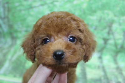 トイプードルブリーダーの子犬、トリミング画像