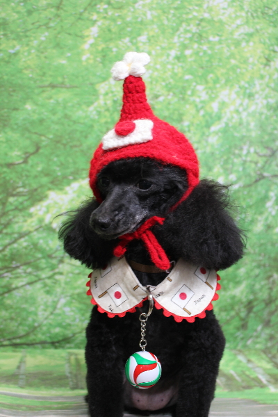 千葉県船橋市のトイプードルのトリミング画像