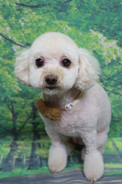 千葉県鎌ケ谷市のトイプードルのトリミング画像