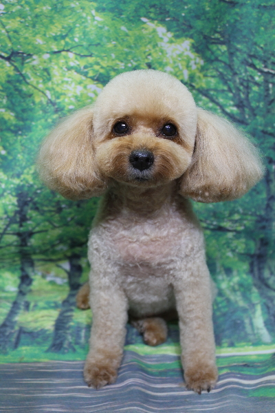 千葉県船橋市のトイプードルのトリミング画像