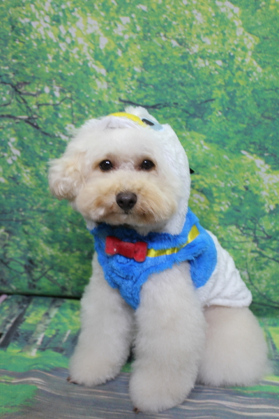 千葉県鎌ヶ谷市のトイプードルのトリミング画像