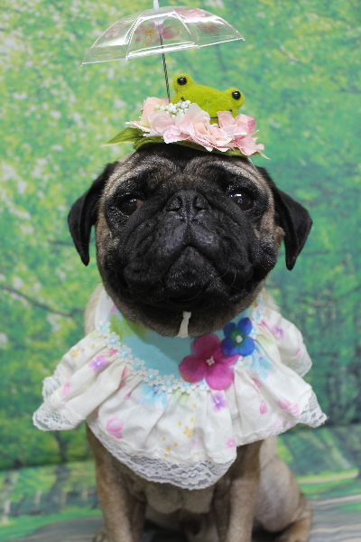 千葉県鎌ケ谷市のパグのトリミング画像