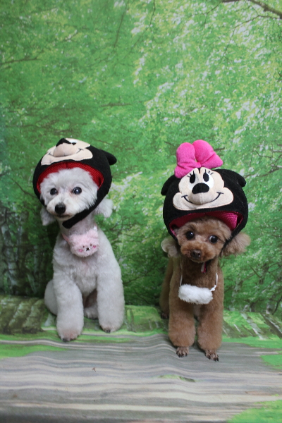 千葉県印西市のトイプードルのトリミング画像