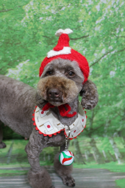 トイプードルブリーダーの成犬、トリミング画像