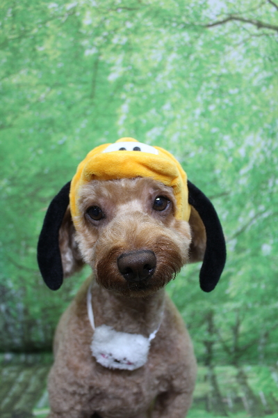 千葉県船橋市のトイプードルのトリミング画像