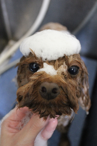 千葉県鎌ケ谷市のトイプードルのシャンプー画像