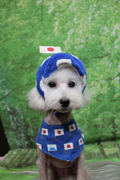 トイプードルブリーダーの成犬、トリミング画像