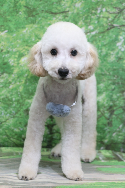 千葉県船橋市のトイプードルのトリミング画像