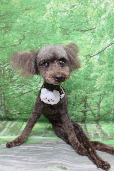 千葉県船橋市のトイプードルのトリミング画像