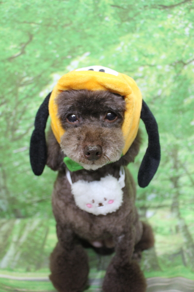 千葉県柏市のトイプードルのトリミング画像