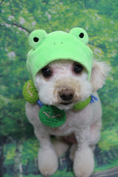 千葉県鎌ケ谷市のトイプードルのトリミング画像