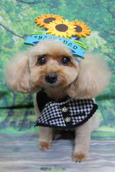 千葉県船橋市のトイプードルのトリミング画像