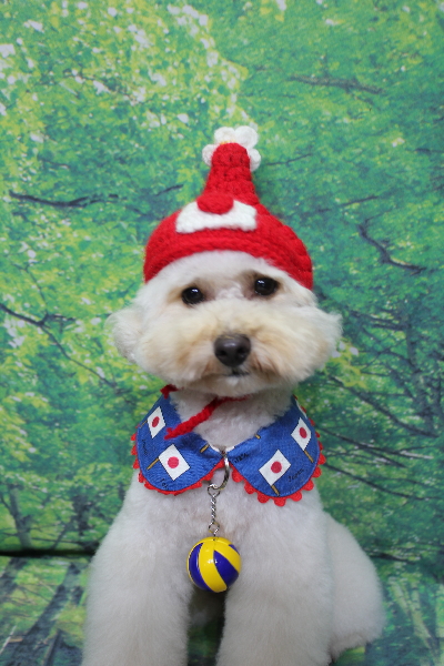 千葉県鎌ヶ谷市のトイプードルのトリミング画像