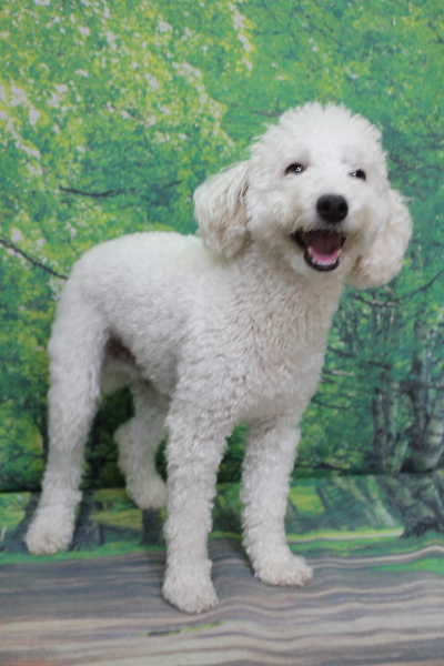 千葉県船橋市のトイプードルのトリミング前画像