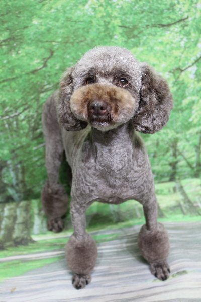 トイプードルブリーダーの成犬、トリミング画像