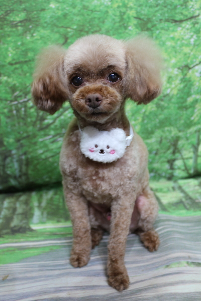 千葉県船橋市のトイプードルのトリミング画像