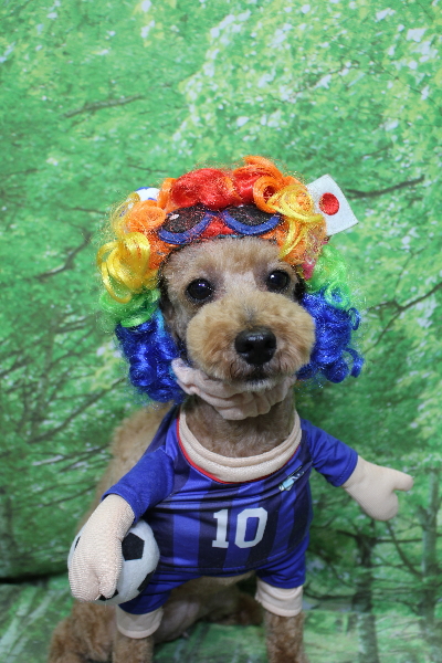 トイプードルブリーダーの成犬、トリミング画像