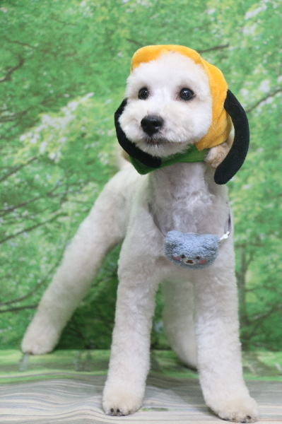 千葉県船橋市のトイプードルのトリミング画像