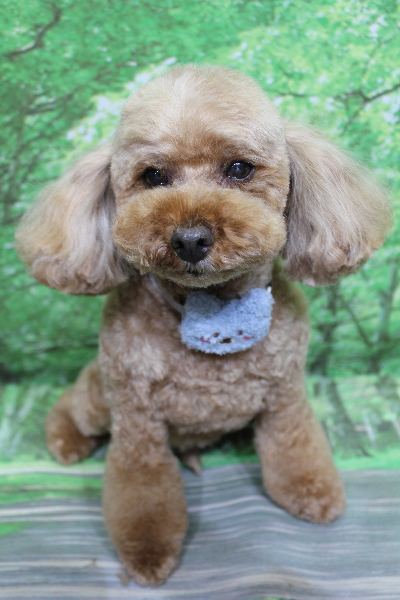 千葉県船橋市のトイプードルのトリミング画像