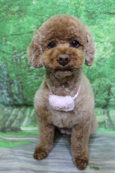 千葉県鎌ヶ谷市のトイプードルのトリミング画像