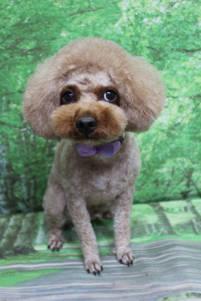 千葉県船橋市のトイプードルのトリミング画像