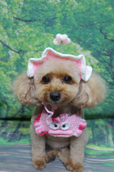 千葉県船橋市のトイプードルのトリミング画像