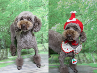 トイプードルブリーダーの成犬、トリミング画像