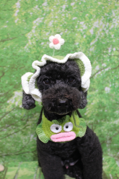 千葉県松戸市のトイプードルのトリミング画像