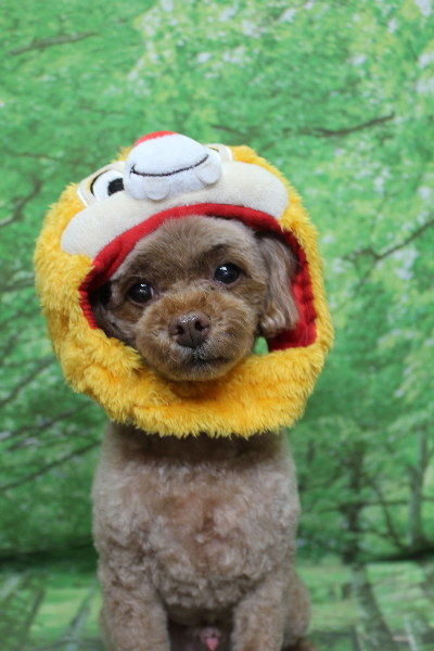 千葉県船橋市のトイプードルのトリミング画像