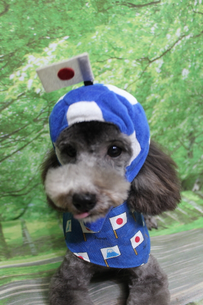 トイプードルブリーダーの成犬、トリミング画像