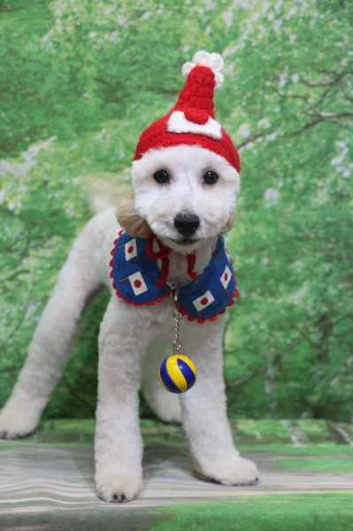 千葉県船橋市のトイプードルのトリミング画像