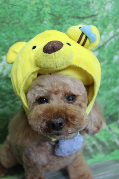 千葉県船橋市のトイプードルのトリミング画像